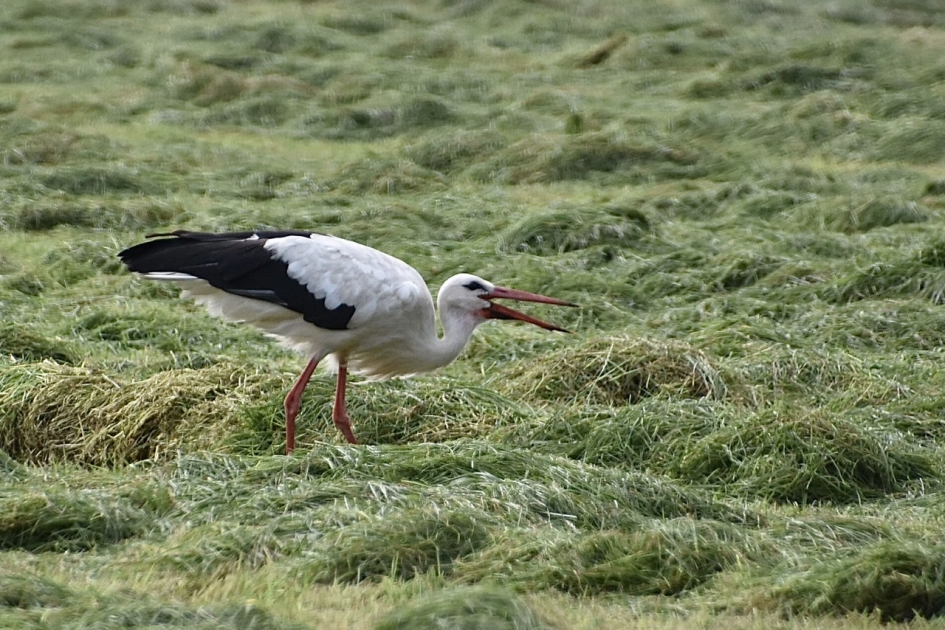 Ooievaar op zoek naar lekker hapje - Vogels - 