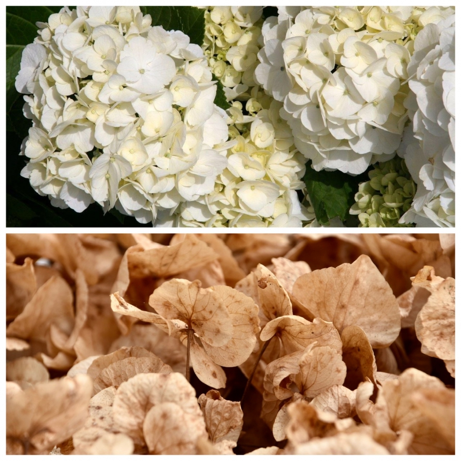 Ook bij de hortensia is het herfst - Planten - 