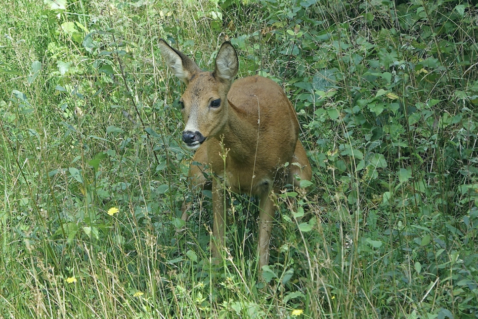 Op ‘t gemak - Zoogdieren - Ree