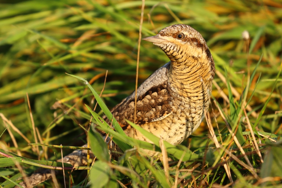 Op zijn gemak - Vogels - Draaihals