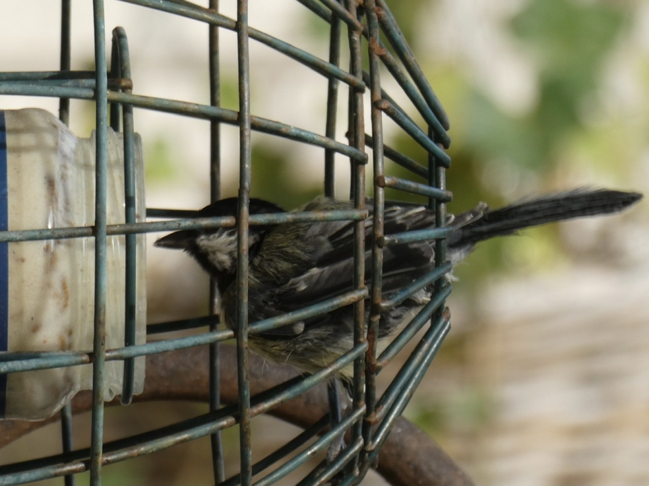 Op zoek naar pindakaas - Vogels - 