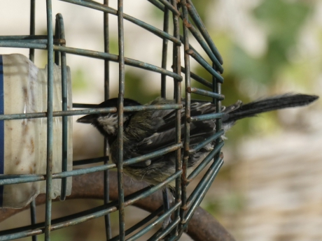 Op zoek naar pindakaas