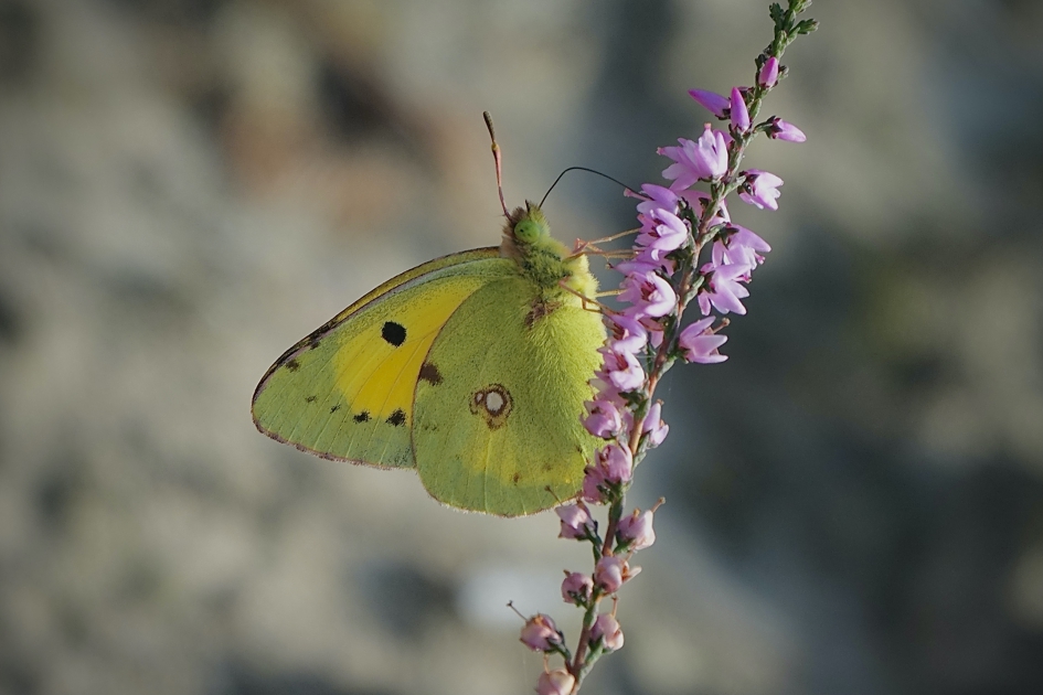 Oranje luzernevlinder - Geleedpotigen - Oranje luzernevlinder