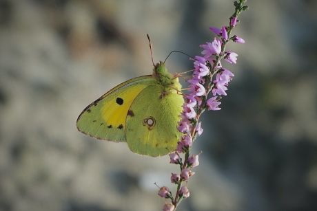 Oranje luzernevlinder