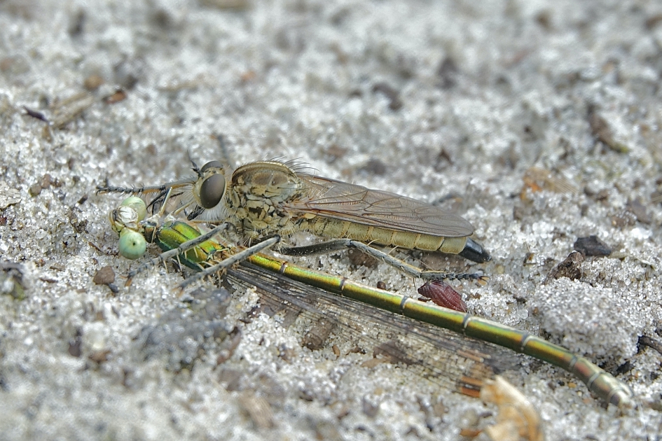 Overrompelend - Geleedpotigen - Zandroofvlieg