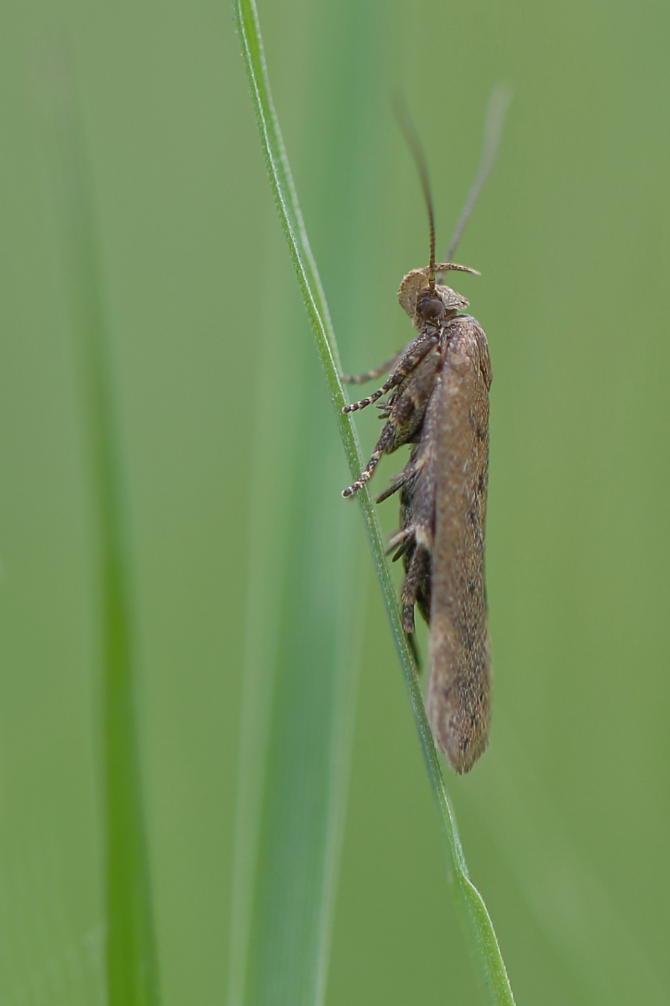 palpmot - Geleedpotigen - palpmot