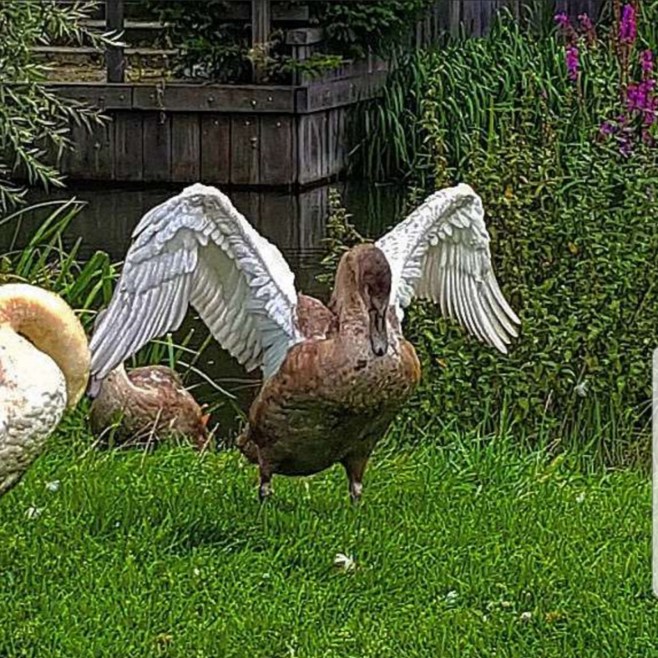 Prachtige jonge zwaan - Vogels - Zwaan