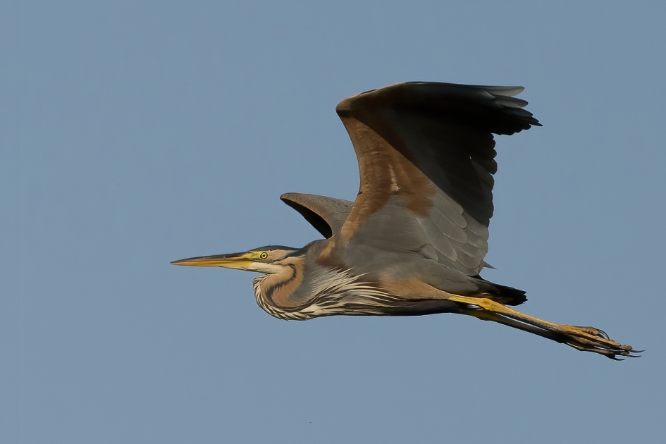 Purperreiger - Vogels - Purperreiger