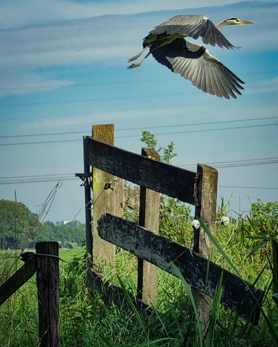 Reiger in het Wulfse bos Houten - Vogels - Reiger