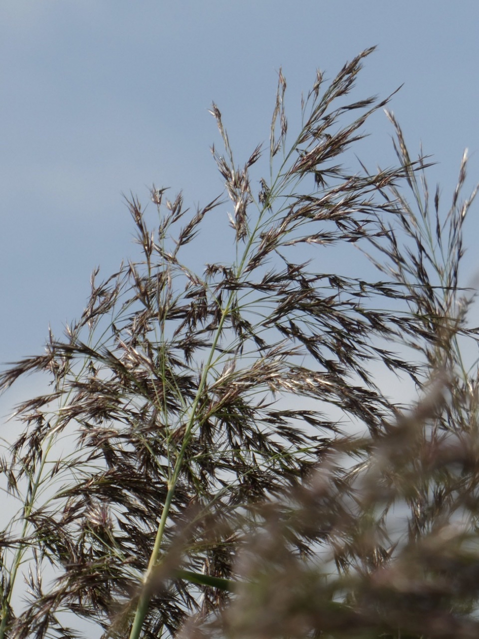 Rietpluimen - Planten - 