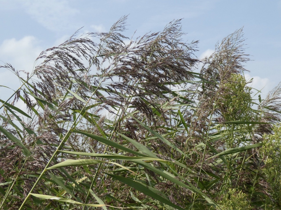 Rietpluimen - Planten - 