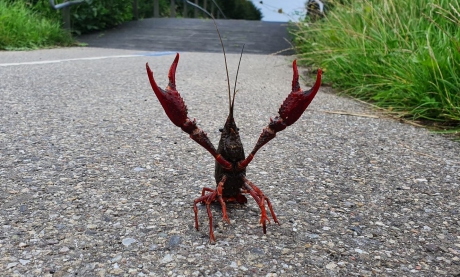 Rode rivierkreeft houdt mij tegen