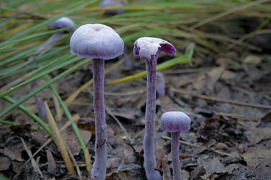 Rodekoolzwam - Schimmels - Amethistzwam