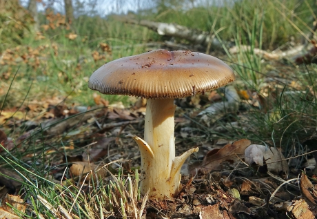 Roodbruine slanke amaniet