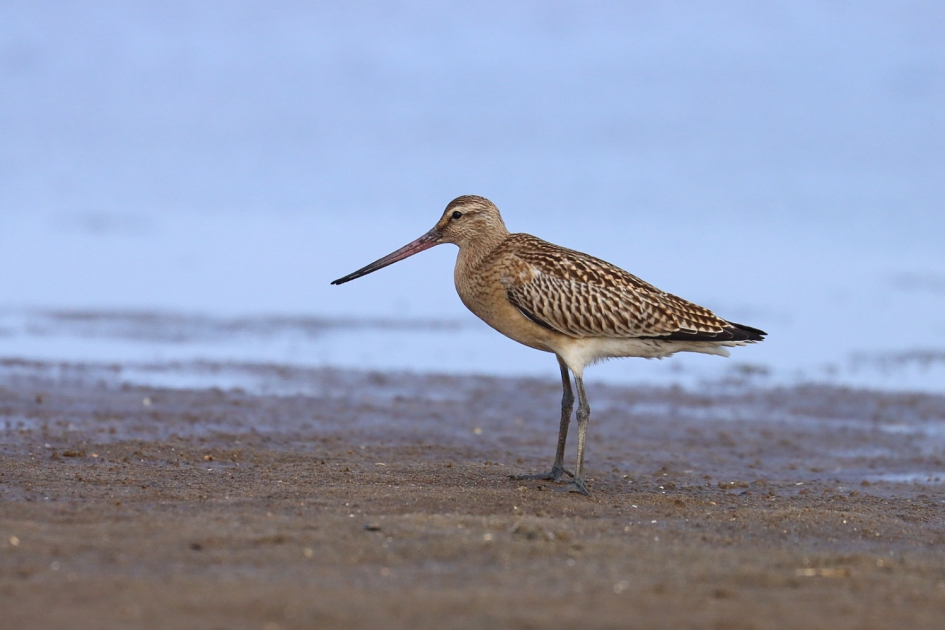 Rosse grutto nummer twee - Vogels - Rosse grutto