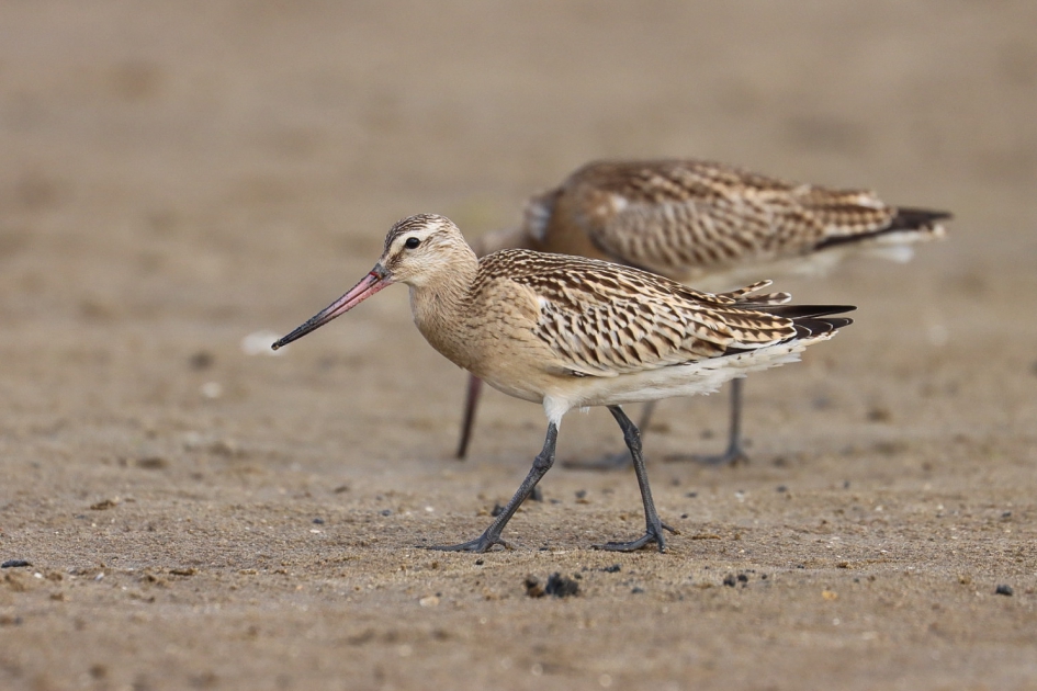 Rosse grutto's - Vogels - Rosse grutto