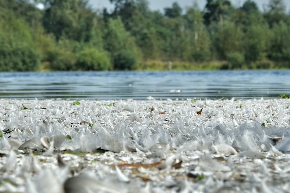 Ruitijd 1 - Vogels - Watervogel