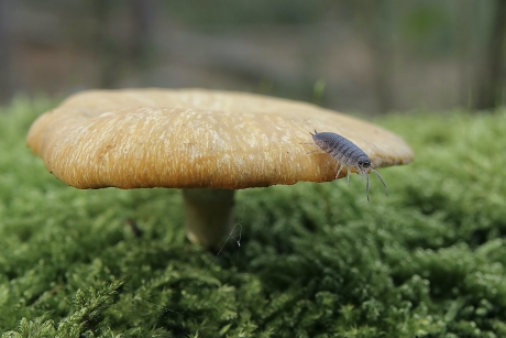 Ruwe pissebed met hoogtevrees