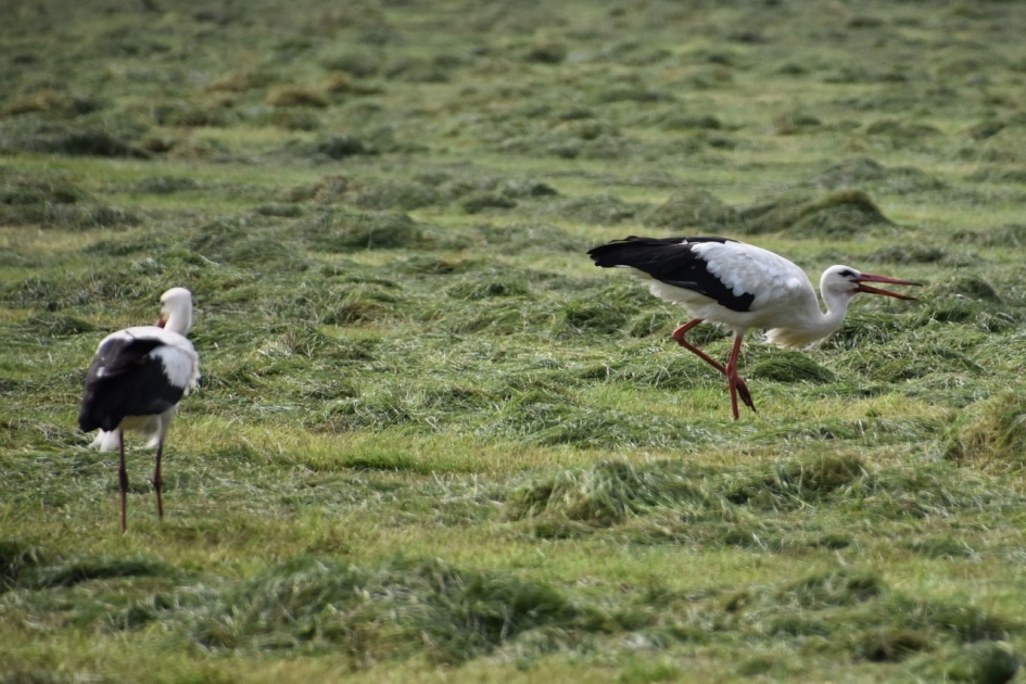 Samen op zoek - Vogels - 