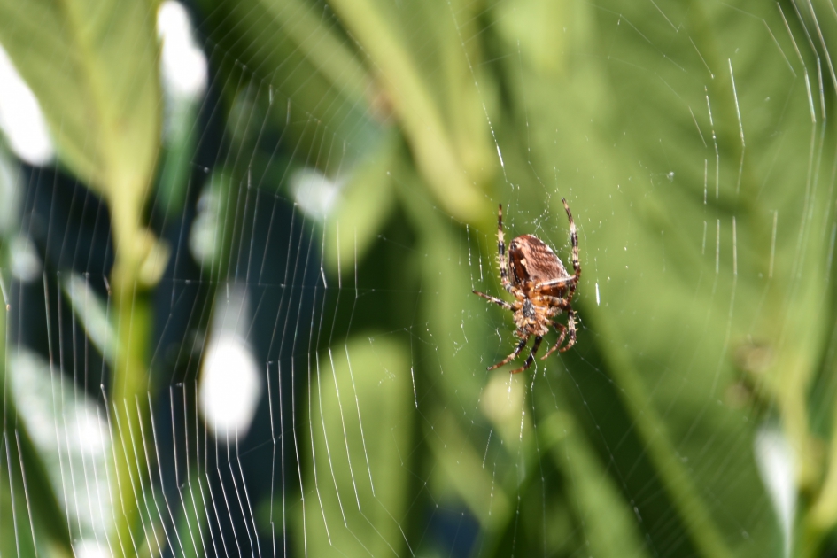 Spinnetje - Geleedpotigen - 