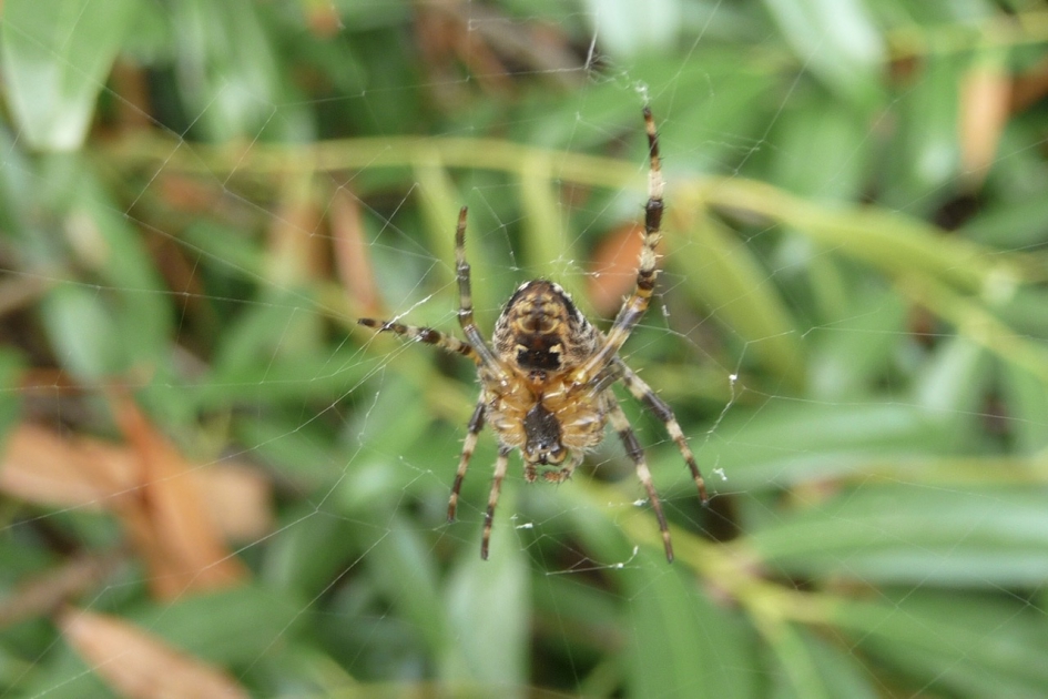 Spinnetje - Geleedpotigen - 