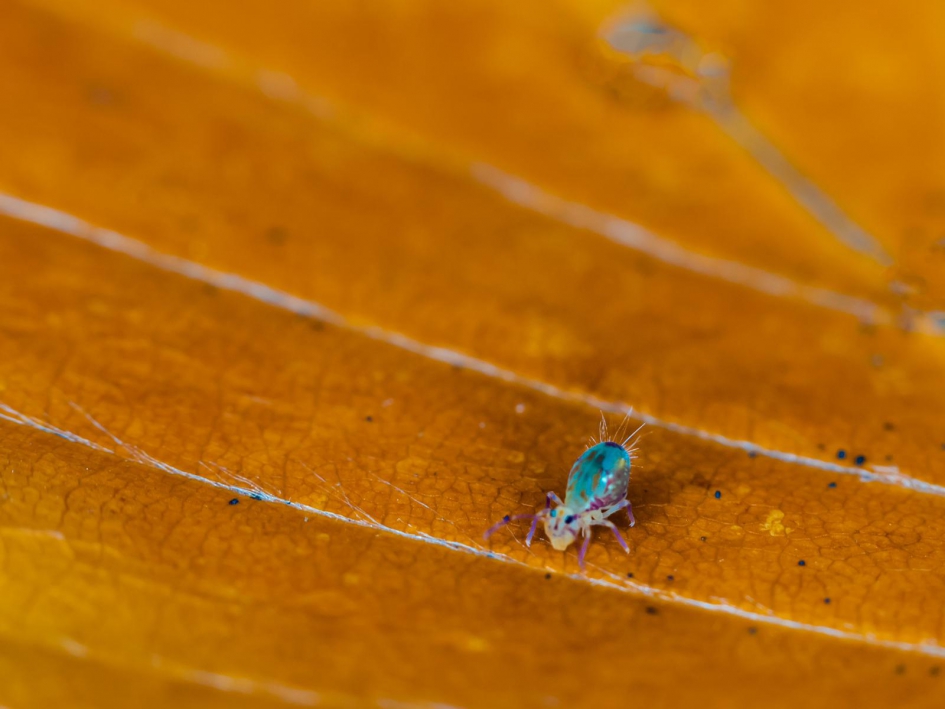 springstaartje foto gemaakt door Eric Holtmark - Geleedpotigen - springstaartje