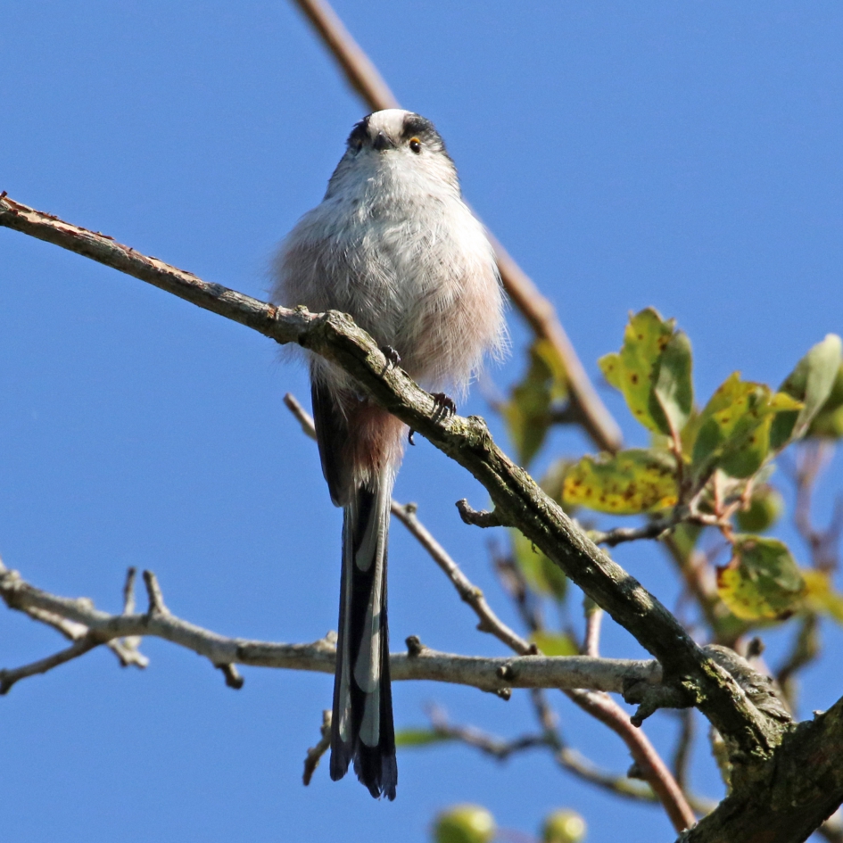 Staartmeesje - Vogels - 