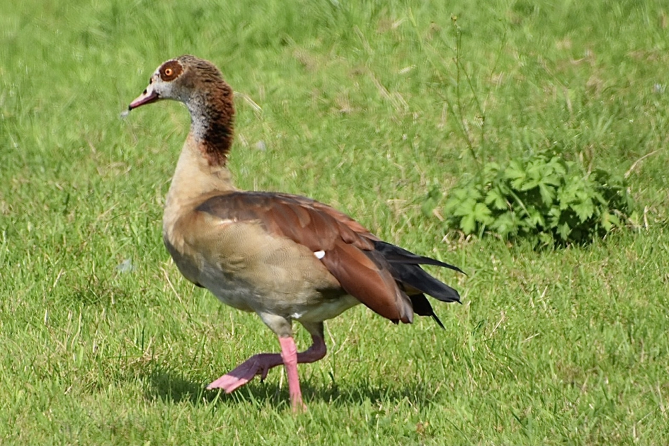 Statige nijlgans - Vogels - 
