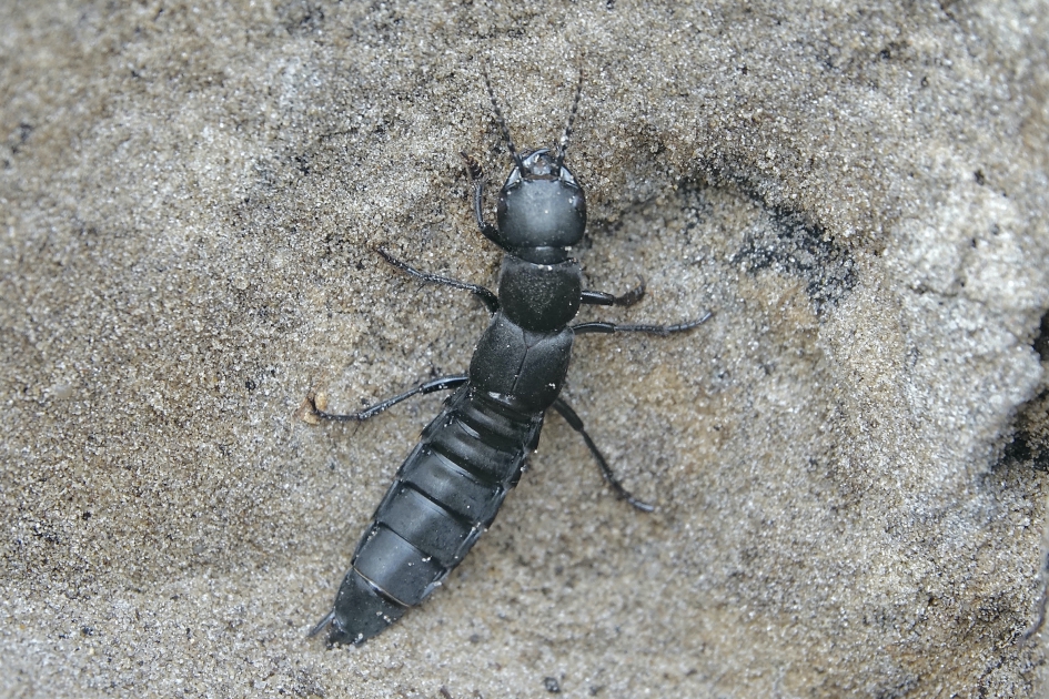 Stinkende kortschild - Geleedpotigen - Stinkende Kortschild