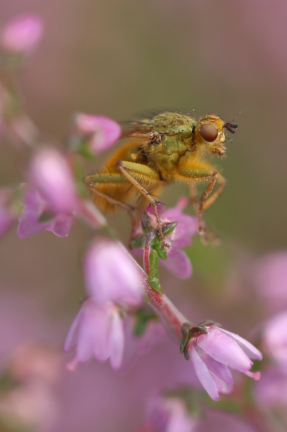 str.ntvlieg - Geleedpotigen - strontvlieg