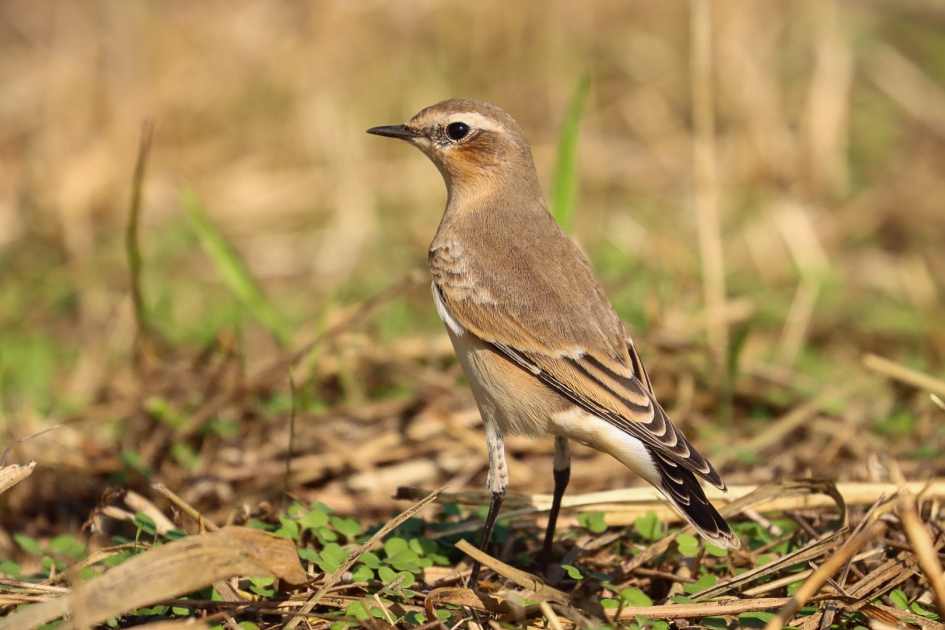Tapuit - Vogels - Tapuit