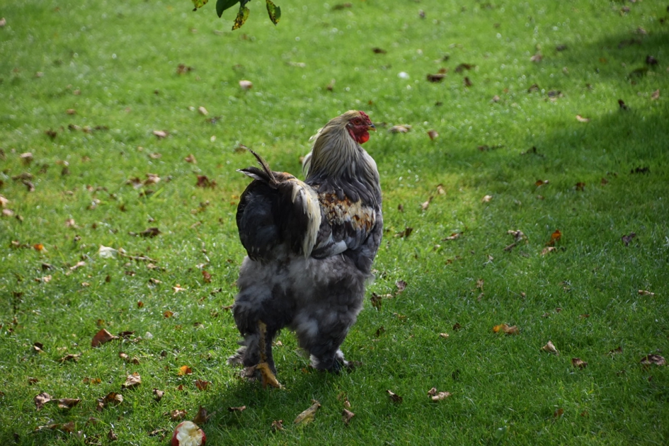 Toch maar niet…. - Vogels - 