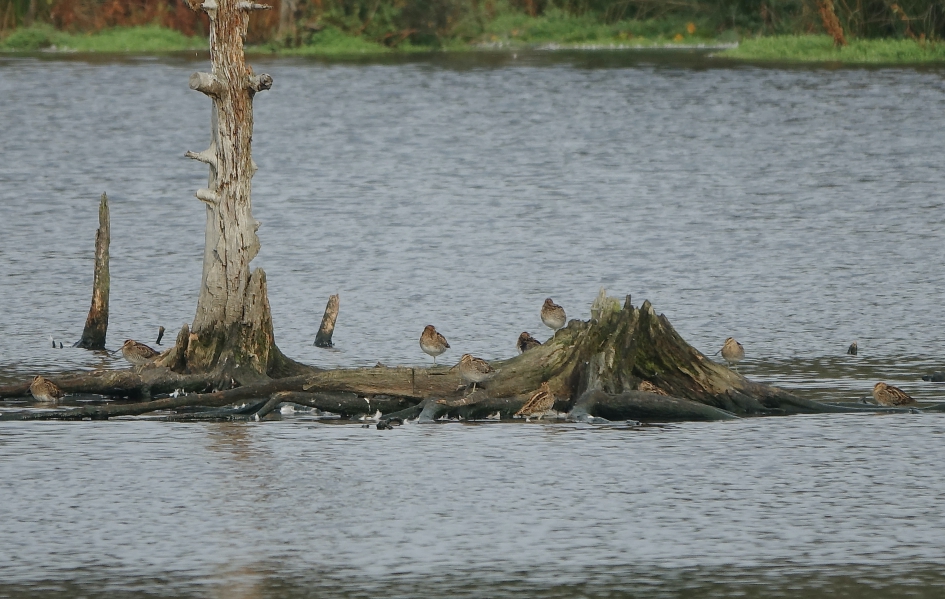 Tussenstop - Vogels - Watersnip
