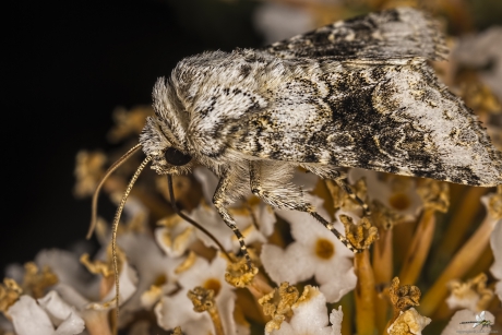 Tweekleurige uil (Hecatera bicolorata)