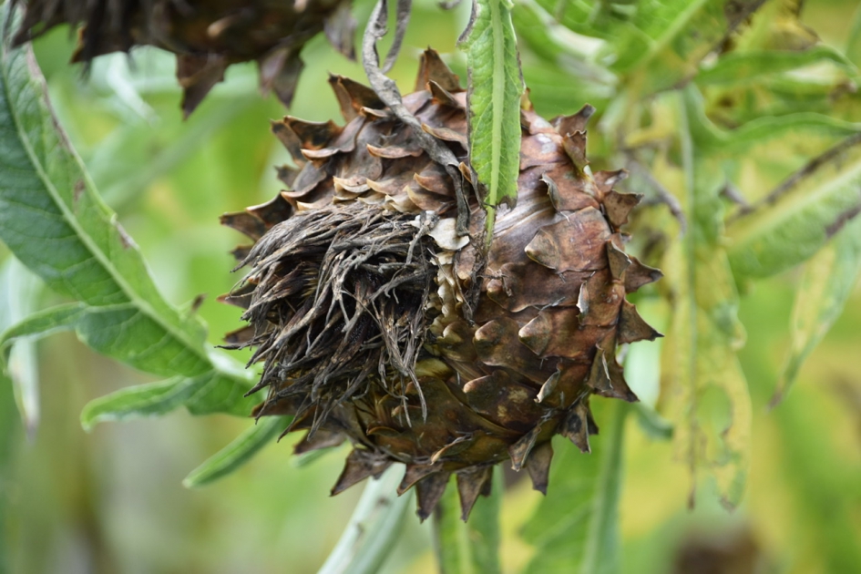 Uitgebloeid - Planten - 