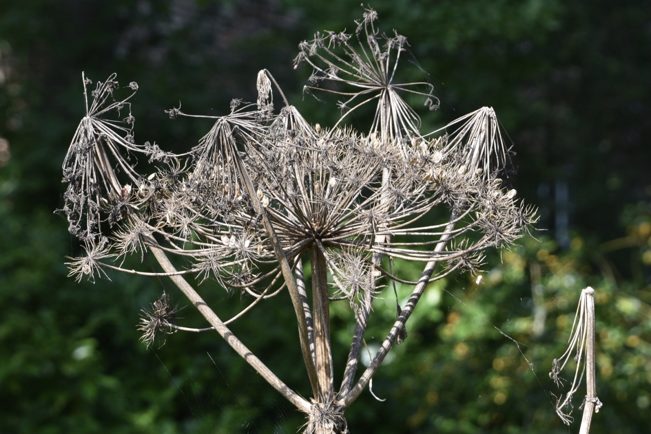 Uitgebloeide berenklauw - Planten - 