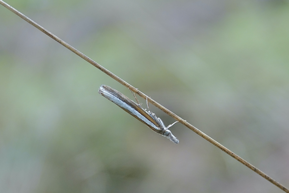 Uitgelijnd - Geleedpotigen - Witlijngrasmot