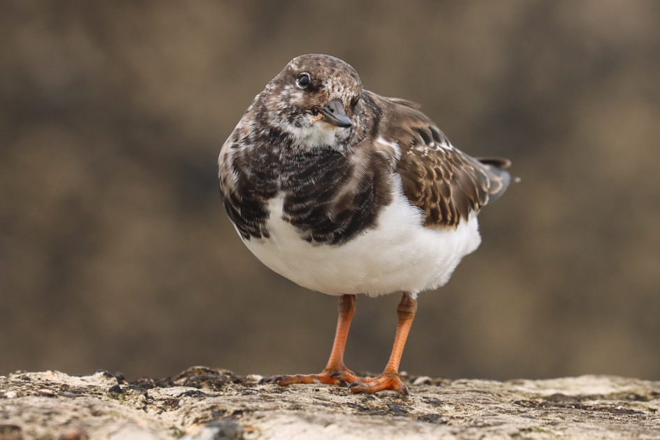Valt hier nog wat te snaaien? - Vogels - Steenloper