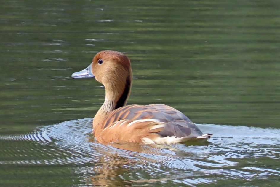 Verdwaald?? - Vogels - 