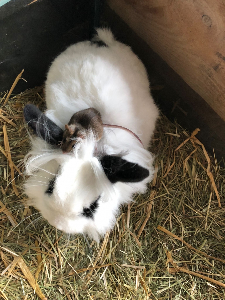Verdwaald muisje - Zoogdieren - Konijntje en muisje