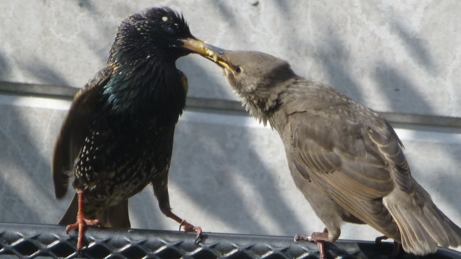 Voedertijd - Vogels - Spreeuw