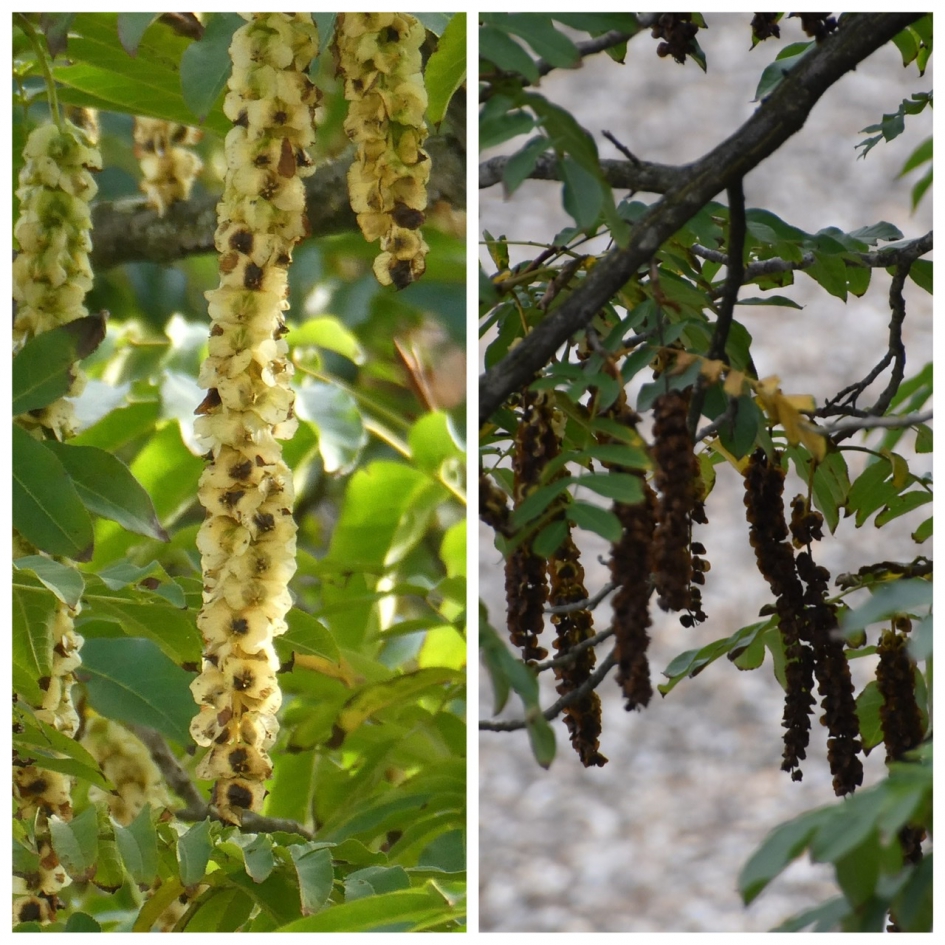 Vorige week en nu - Planten - 