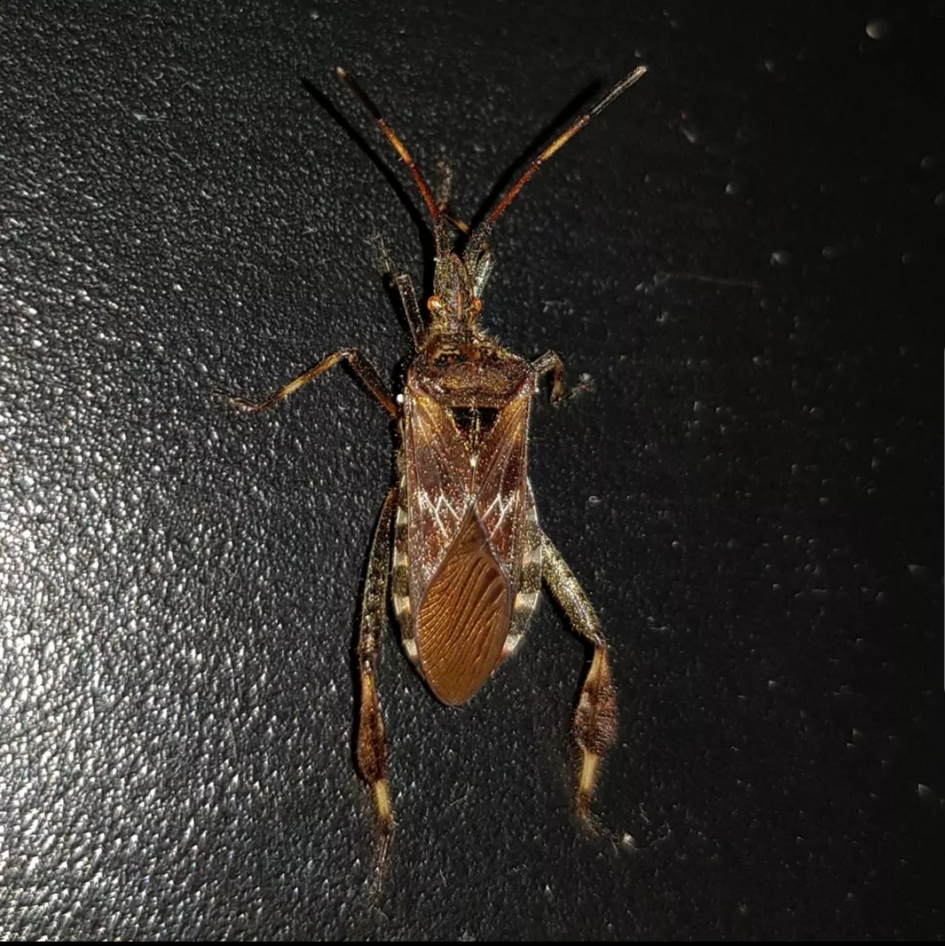 Vreemdeling in huis - Geleedpotigen - 