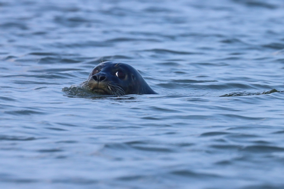 Wat is dat nou voor een ding? - Zoogdieren - Gewone zeehond