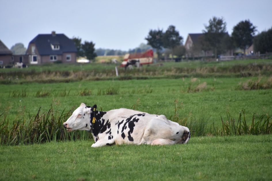 Weinig gevlekt - Zoogdieren - 