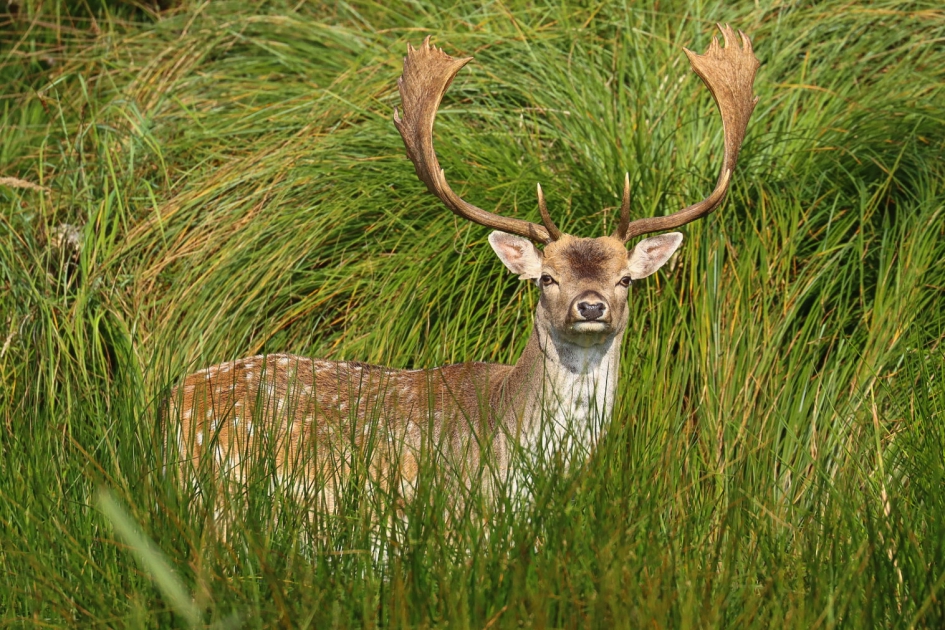 Wie bekijkt wie? - Zoogdieren - Damhert