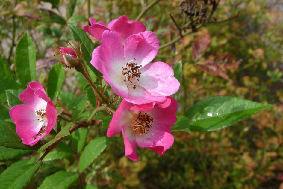 Wilde roosjes - Planten - 