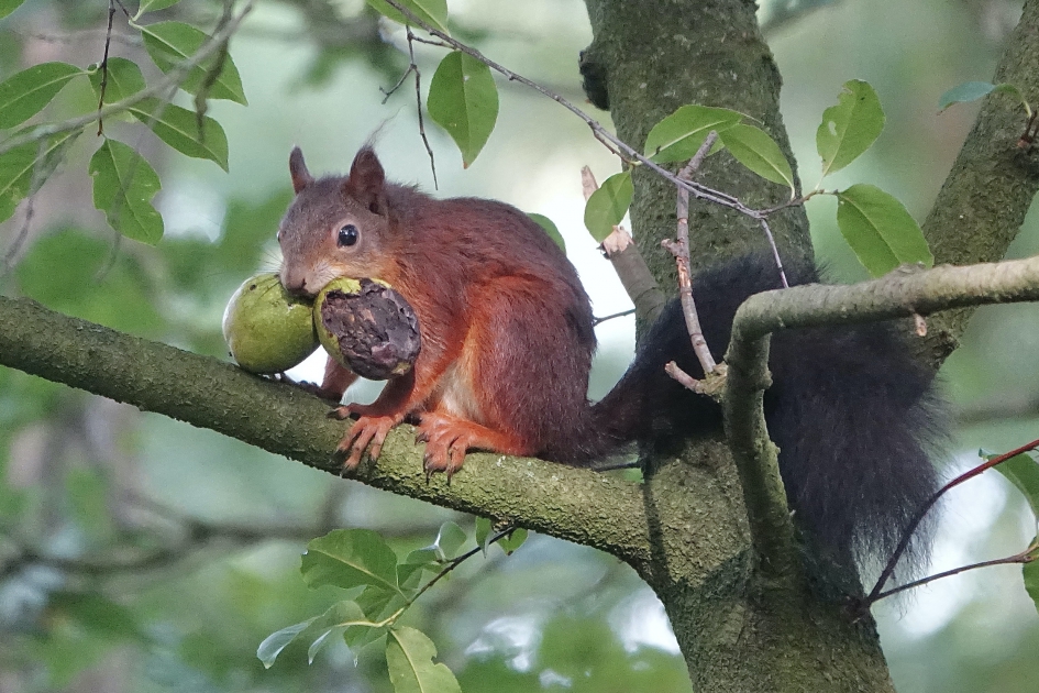 Wintervoorbereiding - Zoogdieren - Eekhoorn