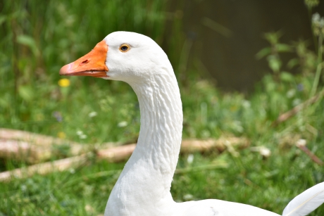 Witte gans