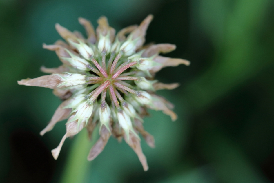 witte klaver - Planten - witte klaver